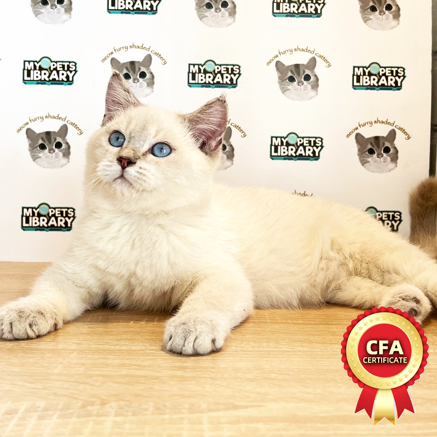 British Shorthair Kitten (Male) For Sale