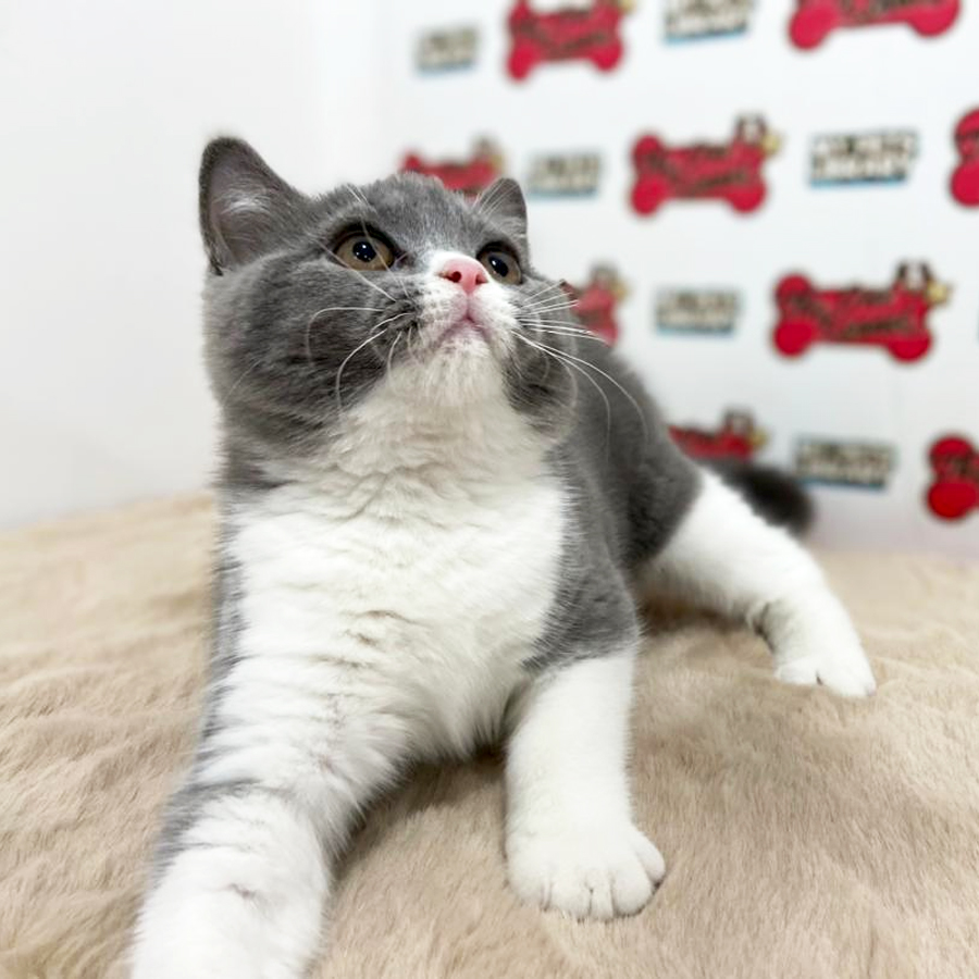 British Shorthair Kitten (Female) For Sale