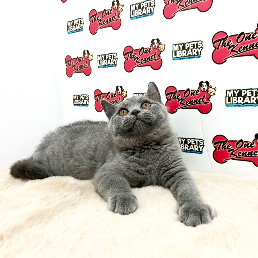 British Shorthair Kitten (Male) For Sale