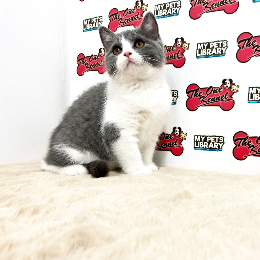 British Shorthair Kitten (Female) For Sale