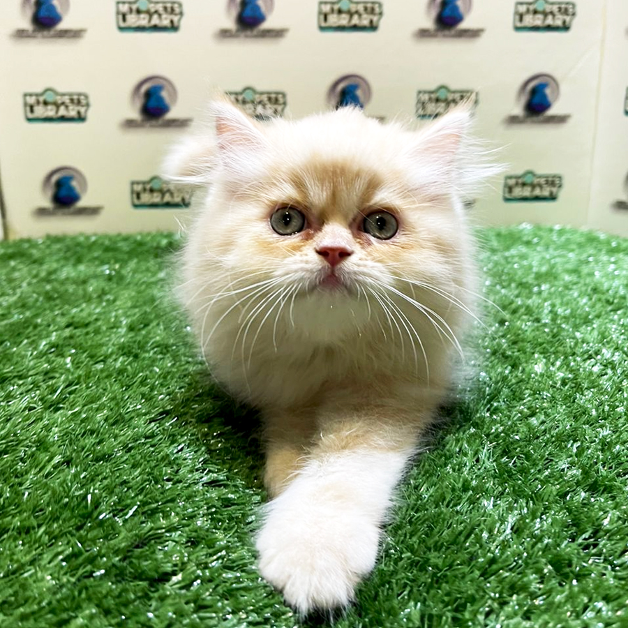Persian Kitten (Male) For Sale