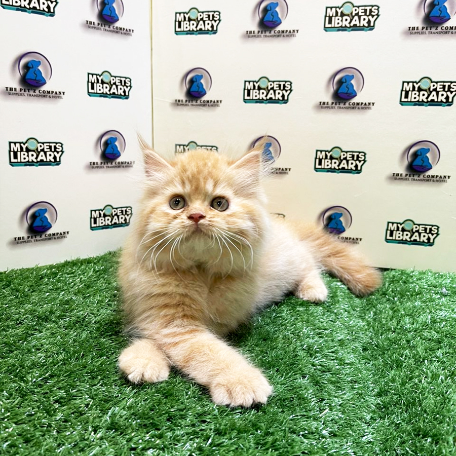 Persian Kitten (Male) For Sale
