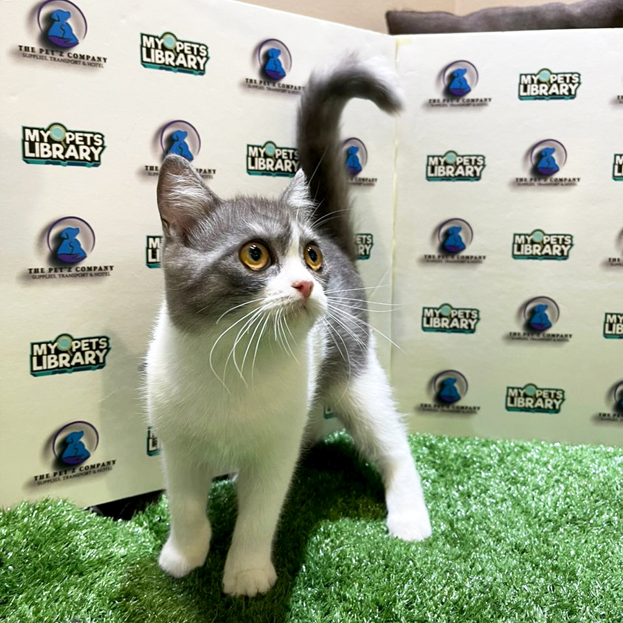 British Shorthair Kitten (Male) For Sale