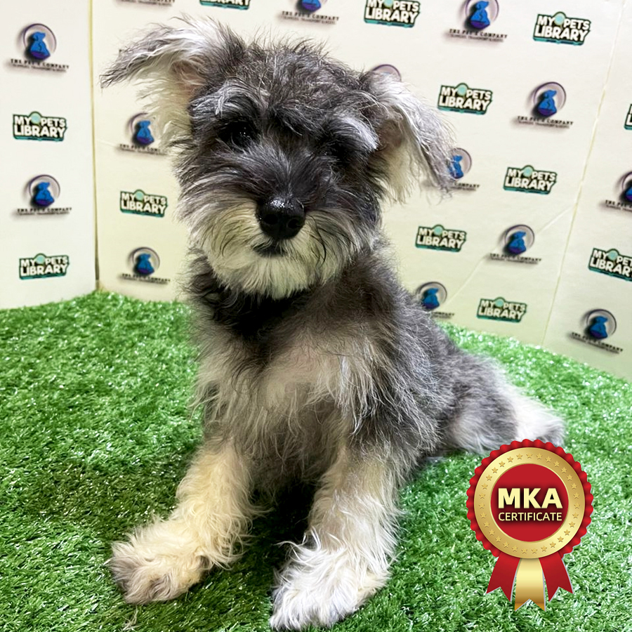 MKA Schnauzer Puppy (Female) For Sale