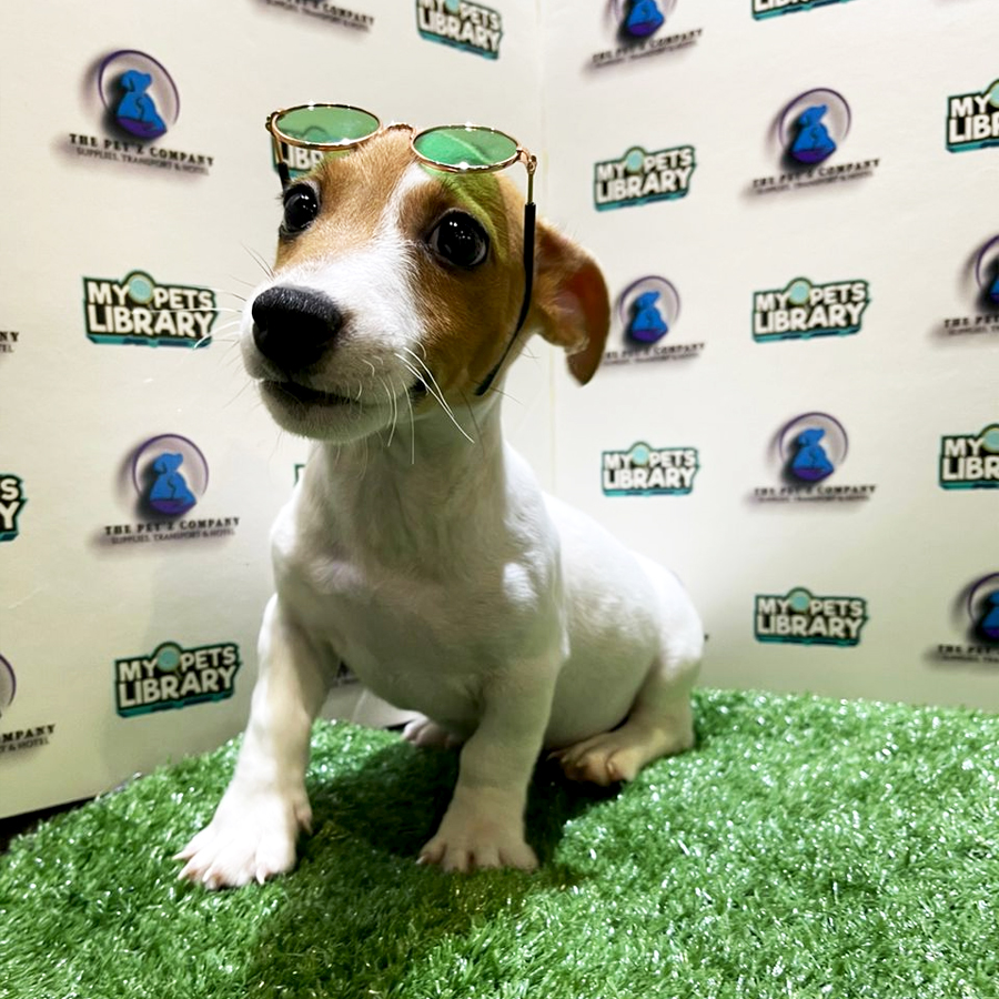 Jack Russell Puppy (Male) For Sale