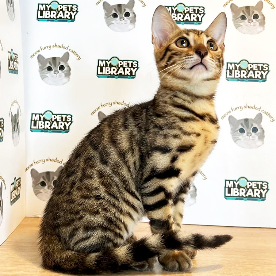 Bengal Kitten (Male) For Sale