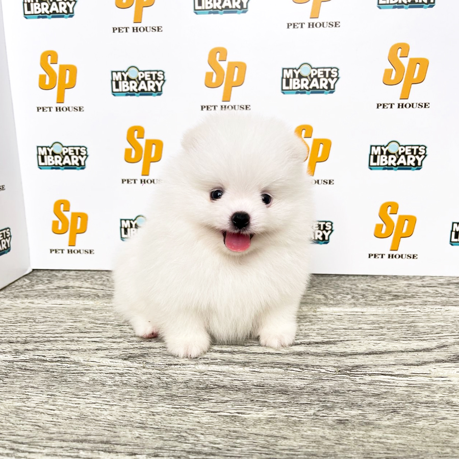 Tiny Pomeranian Puppy (Female) For Sale