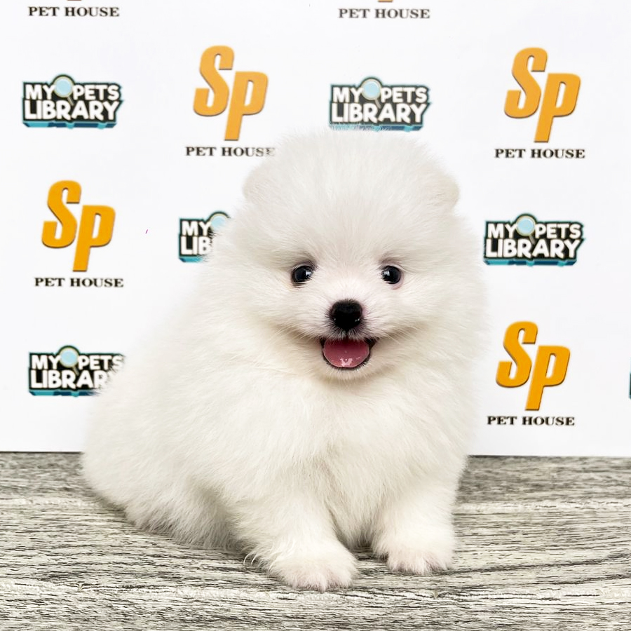 Tiny Pomeranian Puppy (Female) For Sale