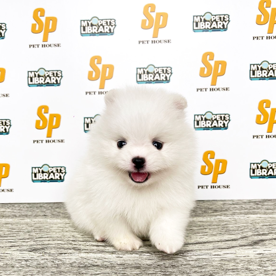 Tiny Pomeranian Puppy (Female) For Sale