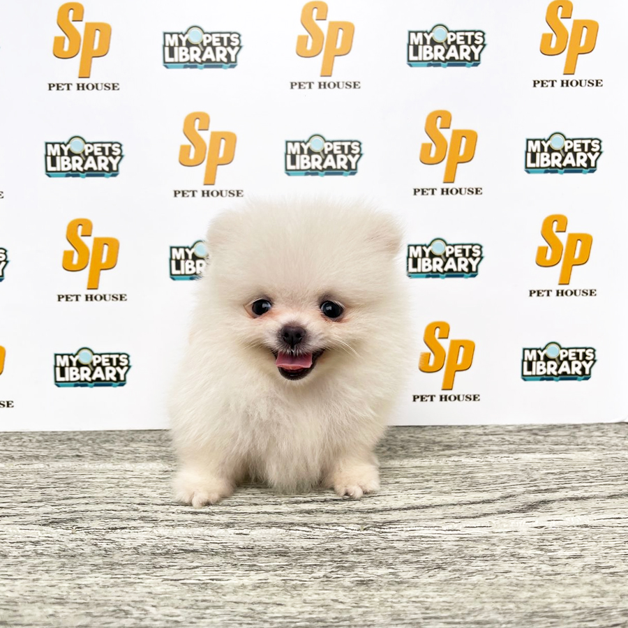 Tiny Pomeranian Puppy (Female) For Sale