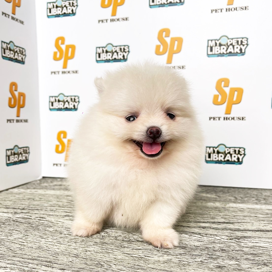 Tiny Pomeranian Puppy (Female) For Sale