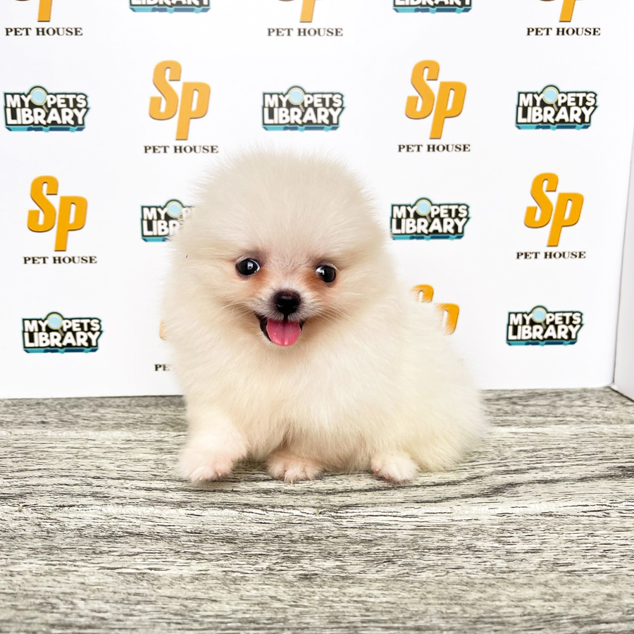 Tiny Pomeranian Puppy (Female) For Sale