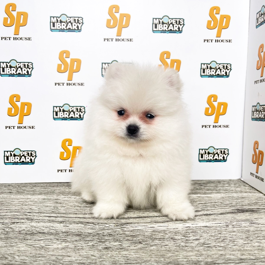Tiny Pomeranian Puppy (Male) For Sale