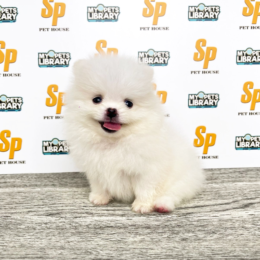 Tiny Pomeranian Puppy (Male) For Sale