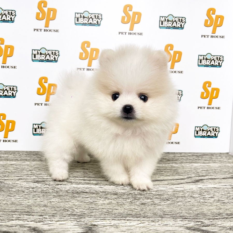 Tiny Pomeranian Puppy (Male) For Sale