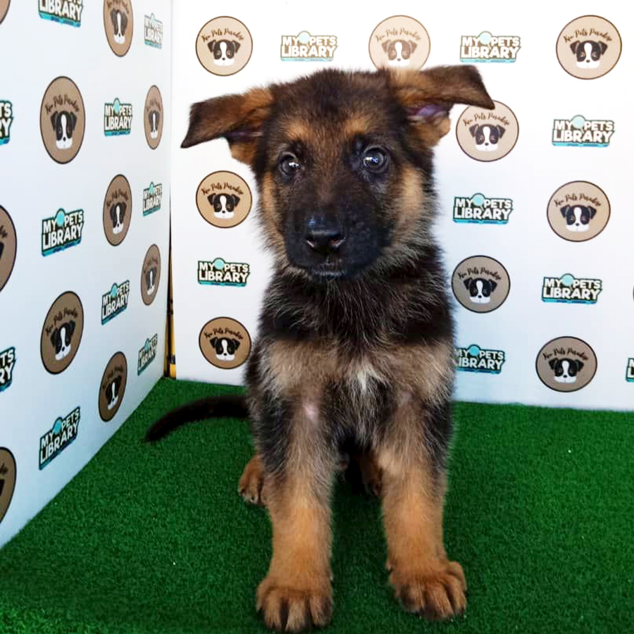 German Shepherd Puppy (Male) For Sale