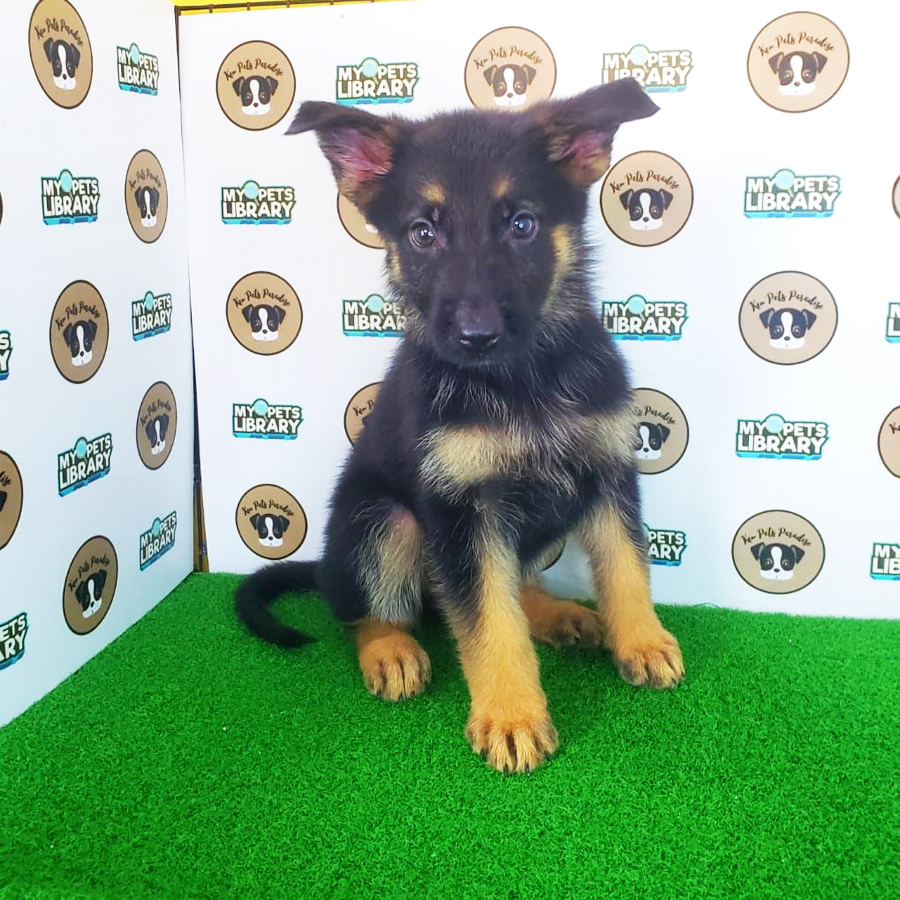 German Shepherd Puppy (Female) For Sale