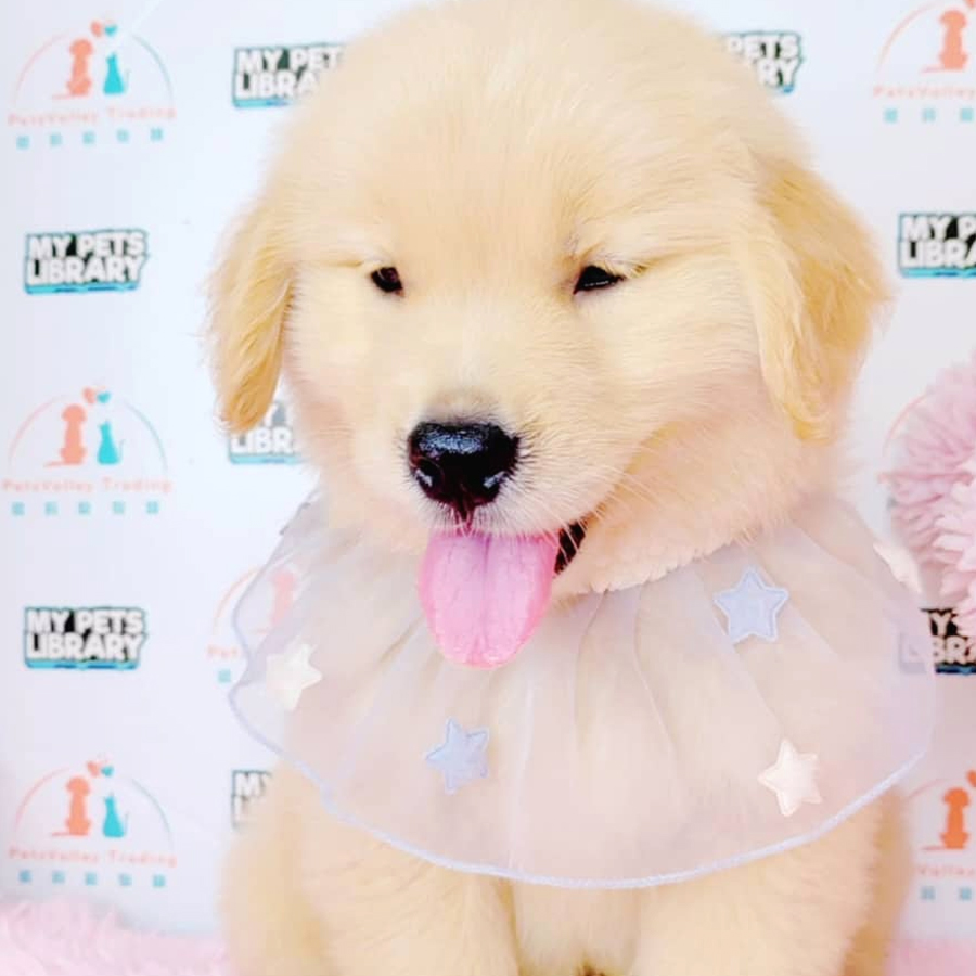 Golden Retriever Puppy (Male) For Sale