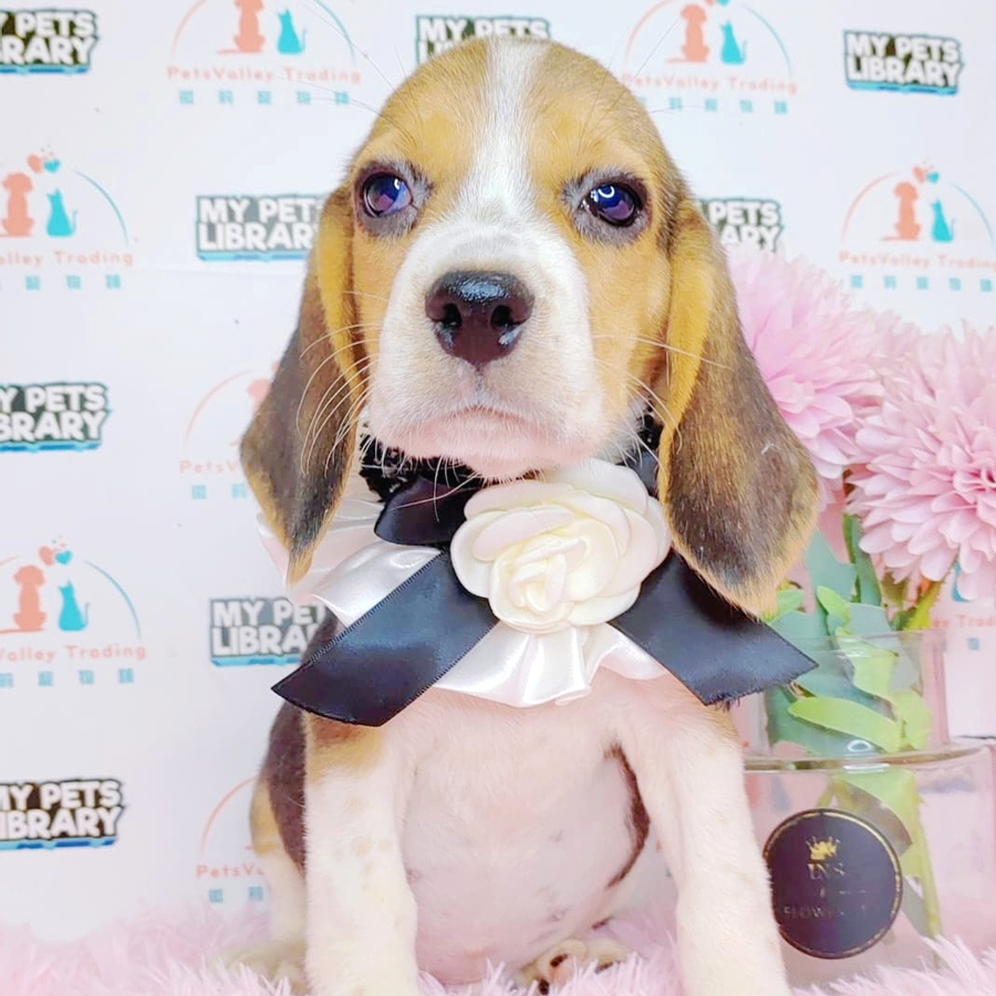 Beagle Puppy (Male) For Sale