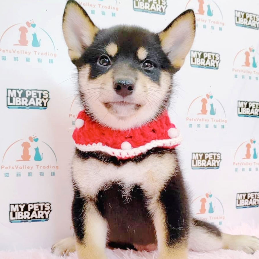 Shiba Inu Puppy (Female) For Sale
