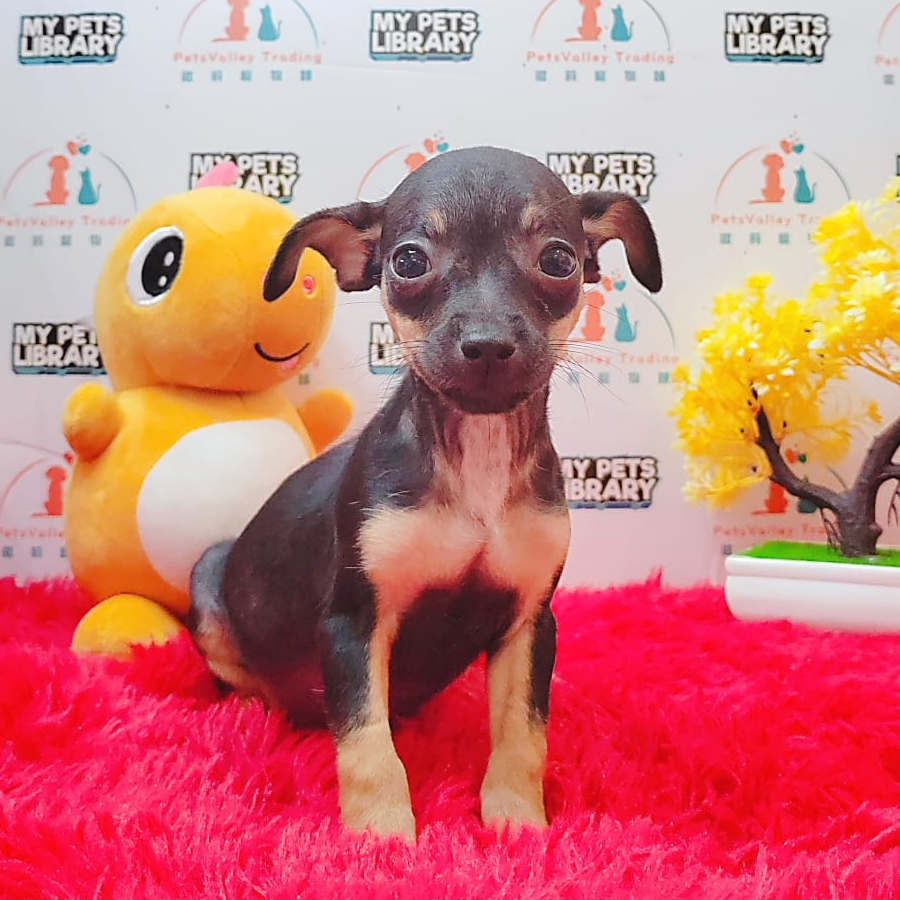 Chihuahua Puppy (Female) For Sale