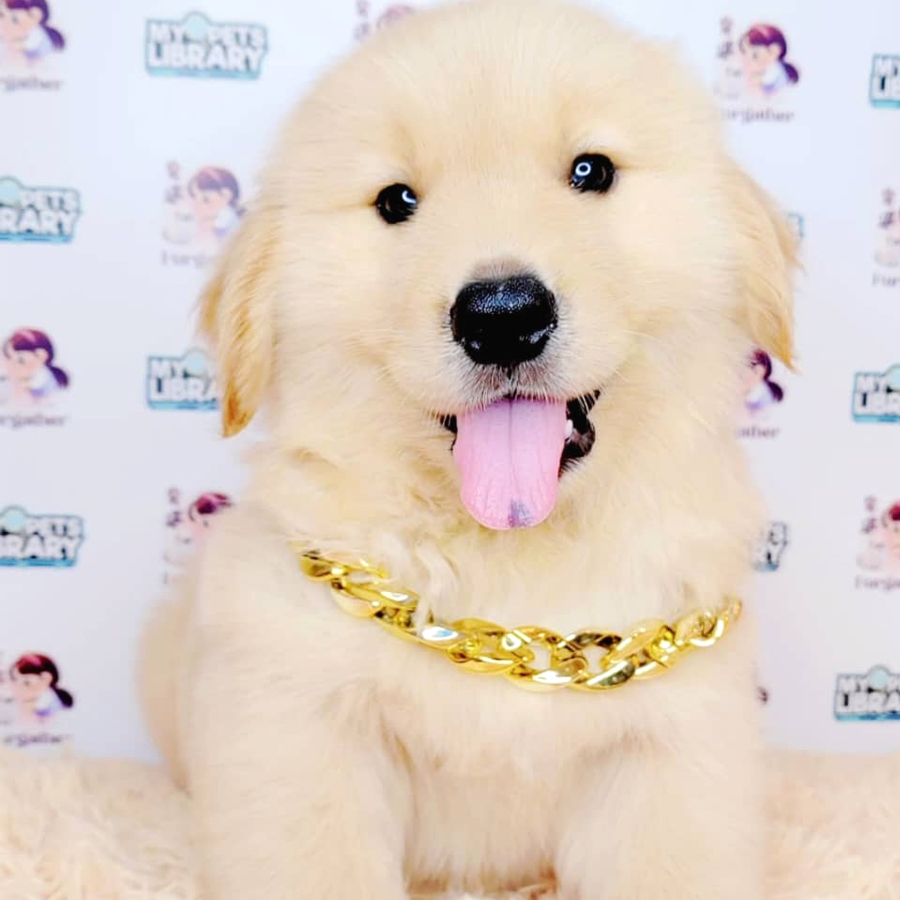 Golden Retriever Puppy (Male) For Sale