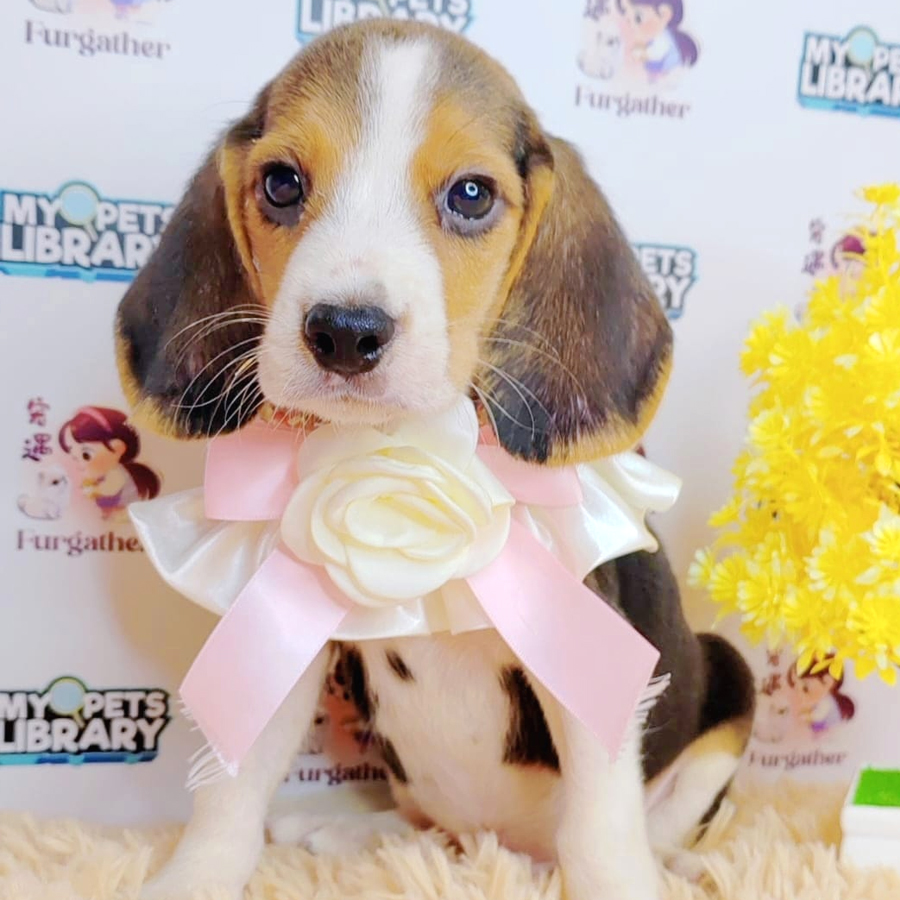 Beagle Puppy (Male) For Sale