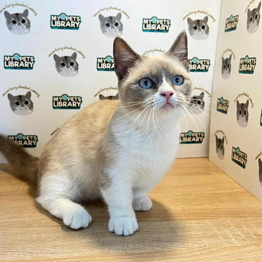 Munchkin Kitten (Female) For Sale
