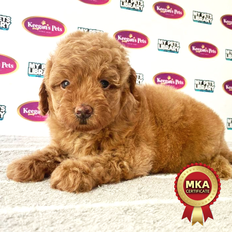 MKA Toy Poodle Puppy (Female) For Sale