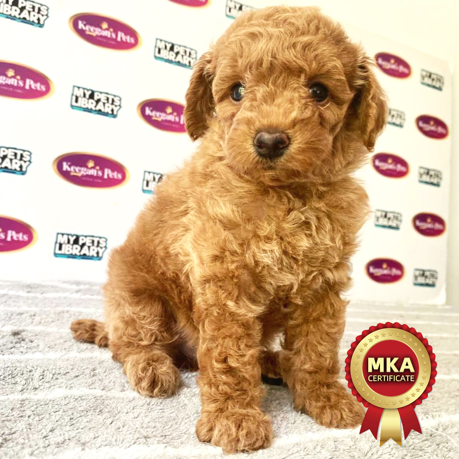 MKA Toy Poodle Puppy (Male) For Sale