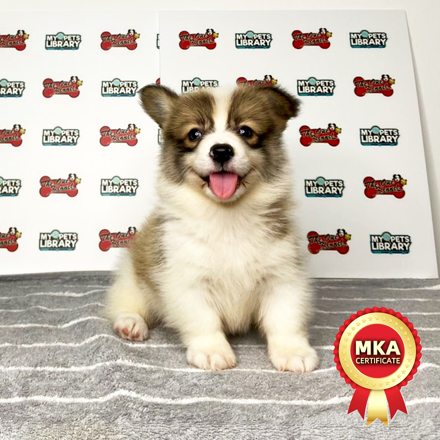 MKA Welsh Corgi Puppy (Male) For Sale