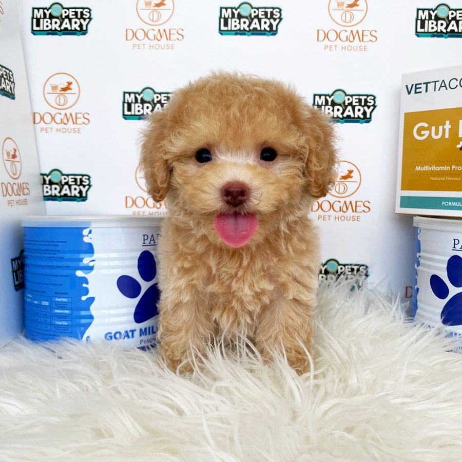 Toy Poodle Puppy (Male) For Sale