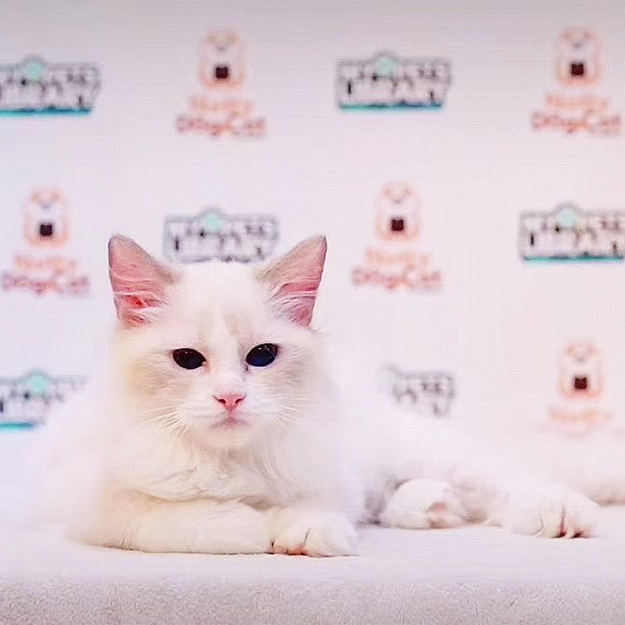 Ragdoll Kitten (Male) For Sale