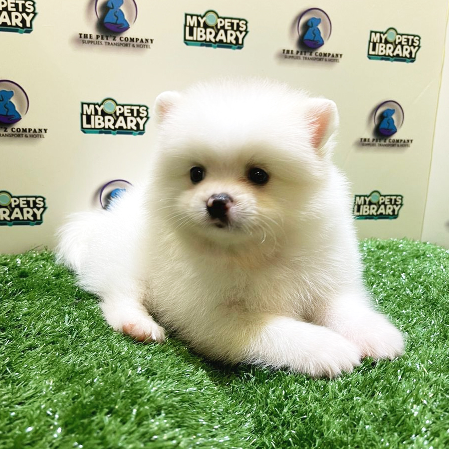 Pomeranian Puppy (Male) For Sale