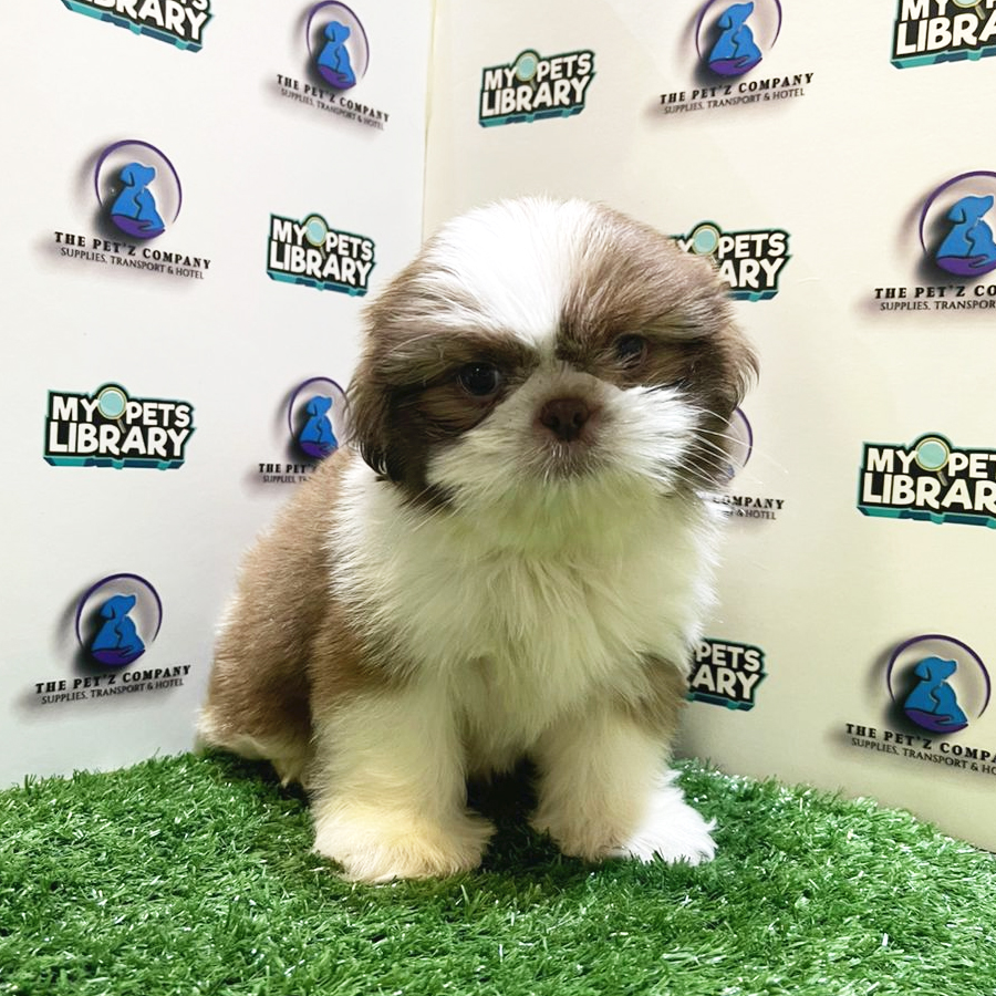 Shih Tzu Puppy (Male) For Sale