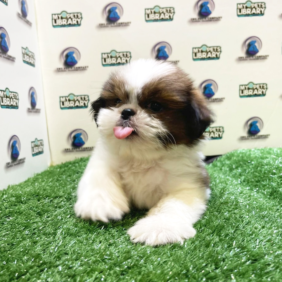 Shih Tzu Puppy (Male) For Sale