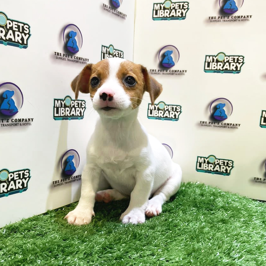 Jack Russell Puppy (Female) For Sale