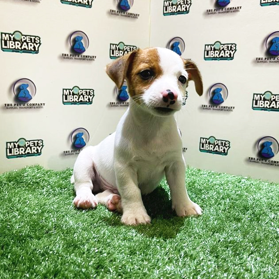 Jack Russell Puppy (Male) For Sale