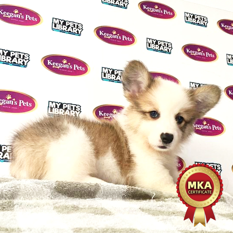 MKA Welsh Corgi Puppy (Male) For Sale