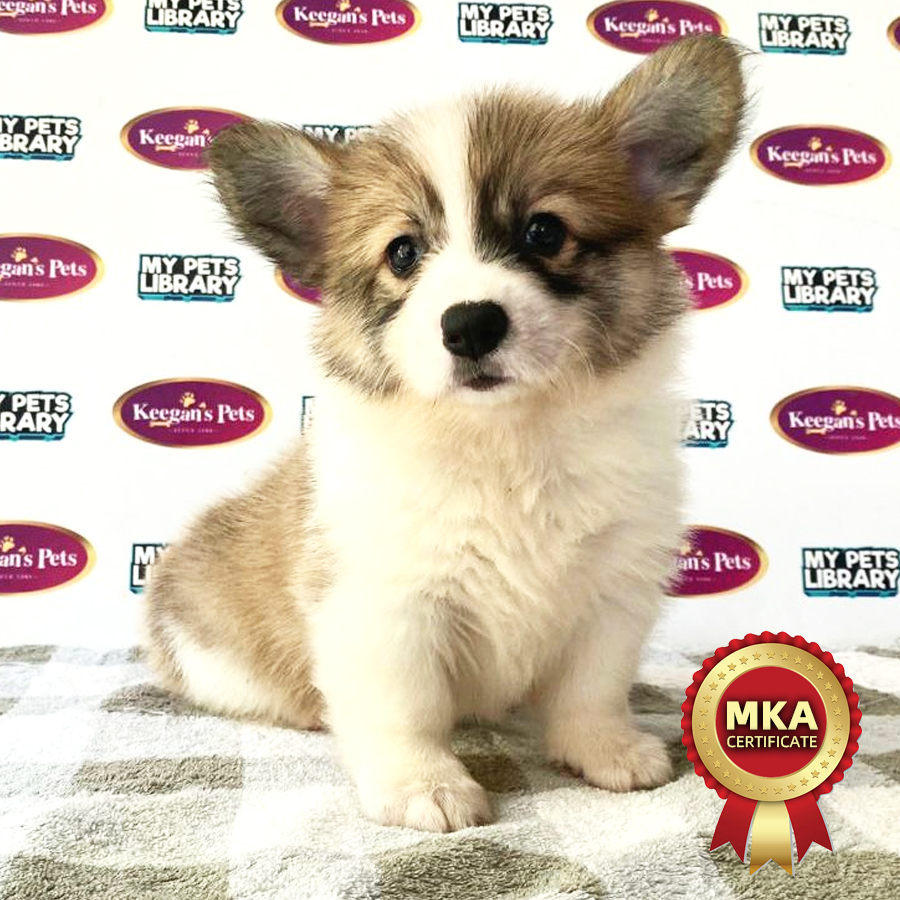 MKA Welsh Corgi Puppy (Female) For Sale