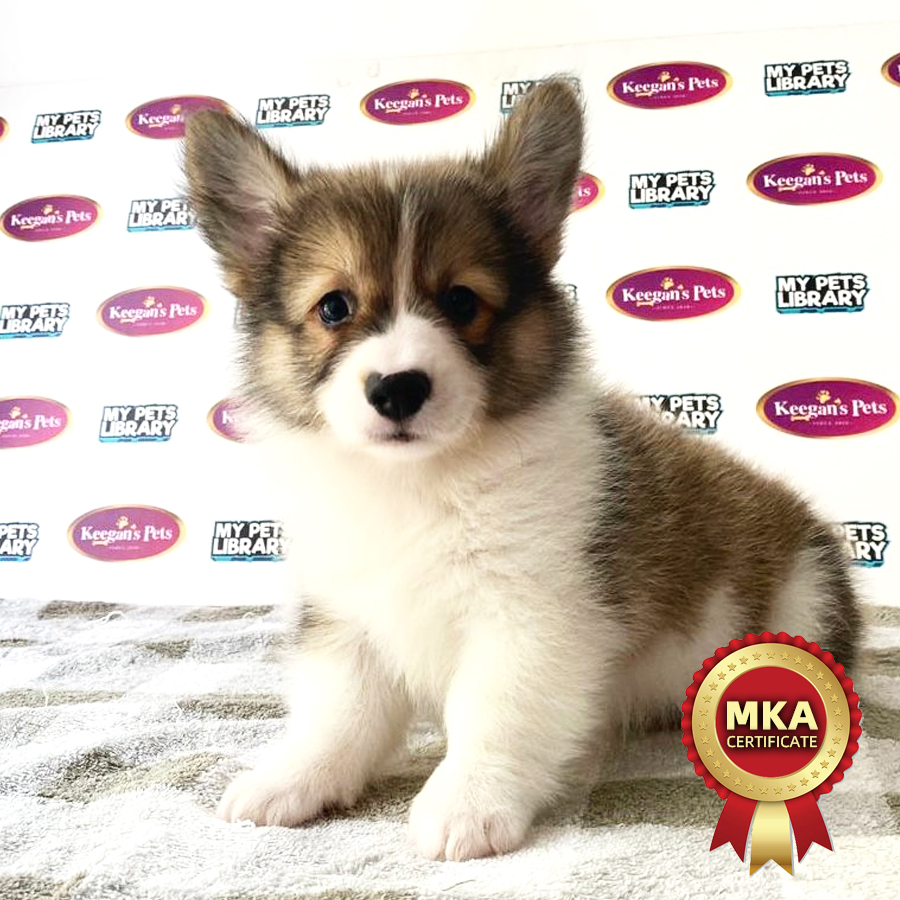 MKA Welsh Corgi Puppy (Male) For Sale