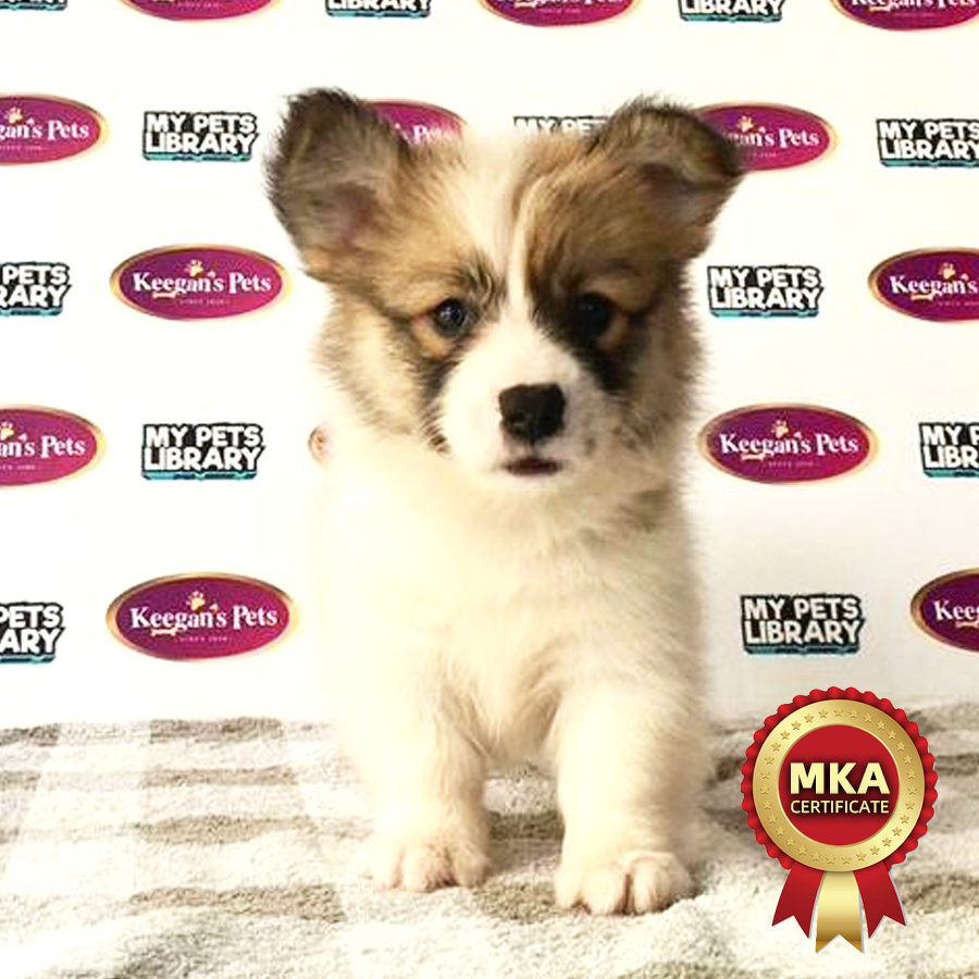 MKA Welsh Corgi Puppy (Male) For Sale