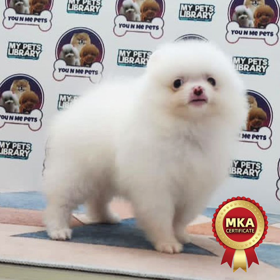 MKA Tiny Pomeranian Puppy (Female) For Sale