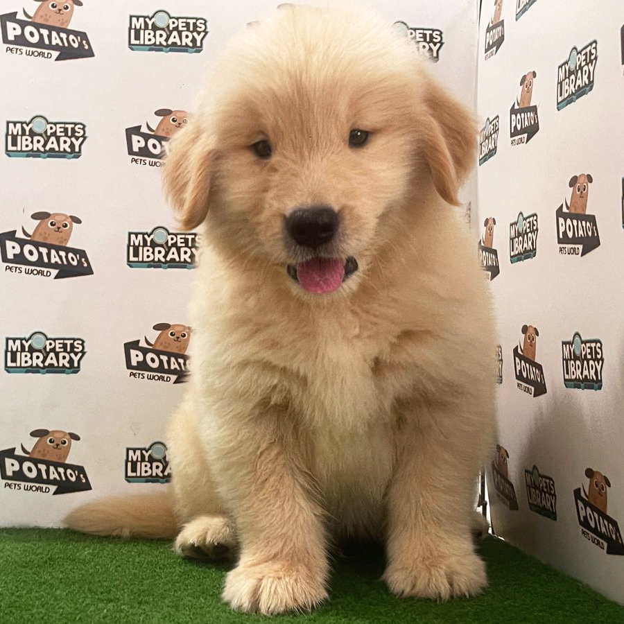 Golden Retriever Puppy (Male) For Sale