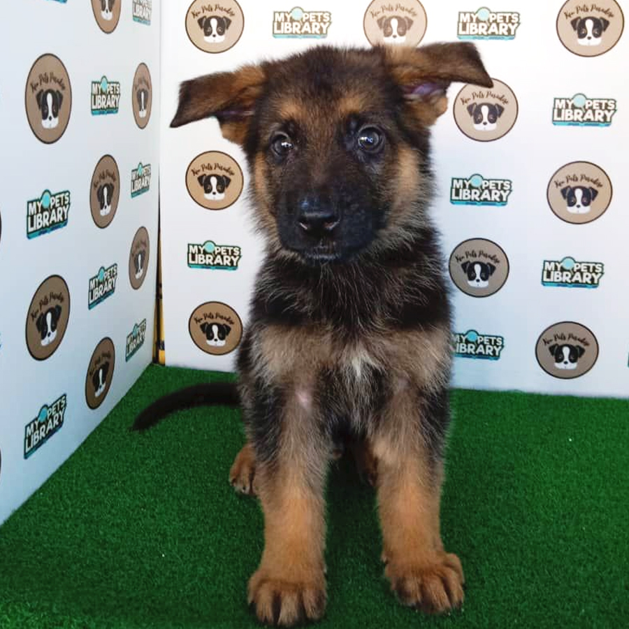 German Shepherd Puppy (Male) For Sale
