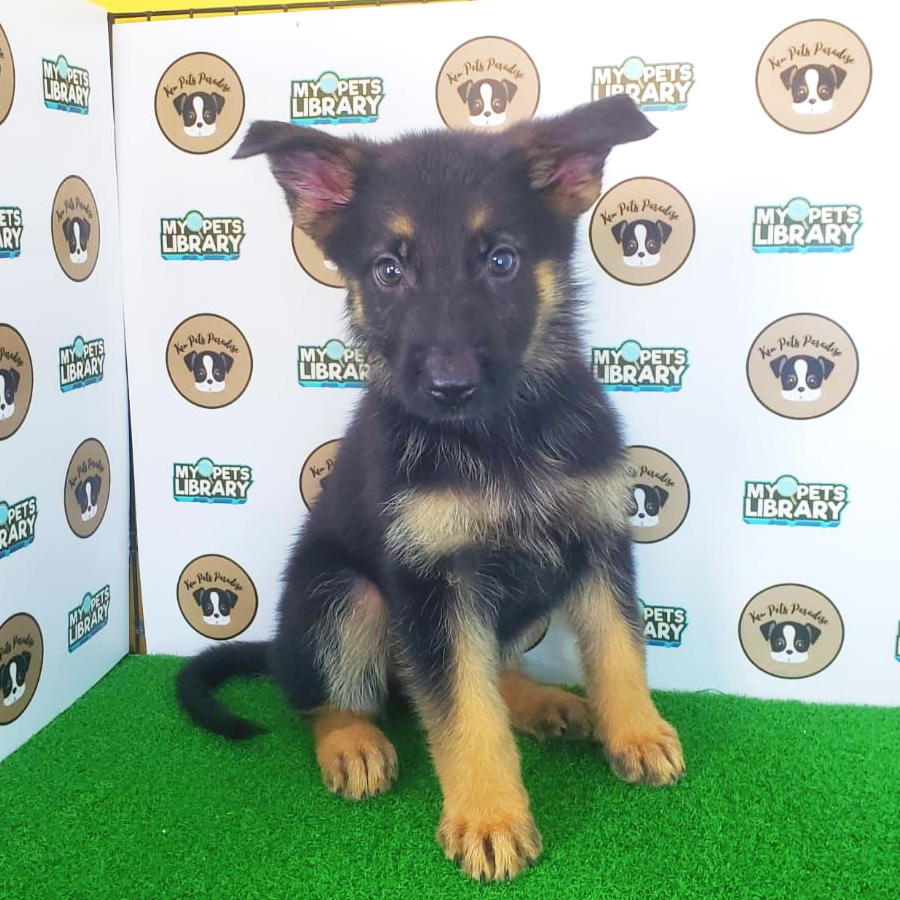 German Shepherd Puppy (Female) For Sale