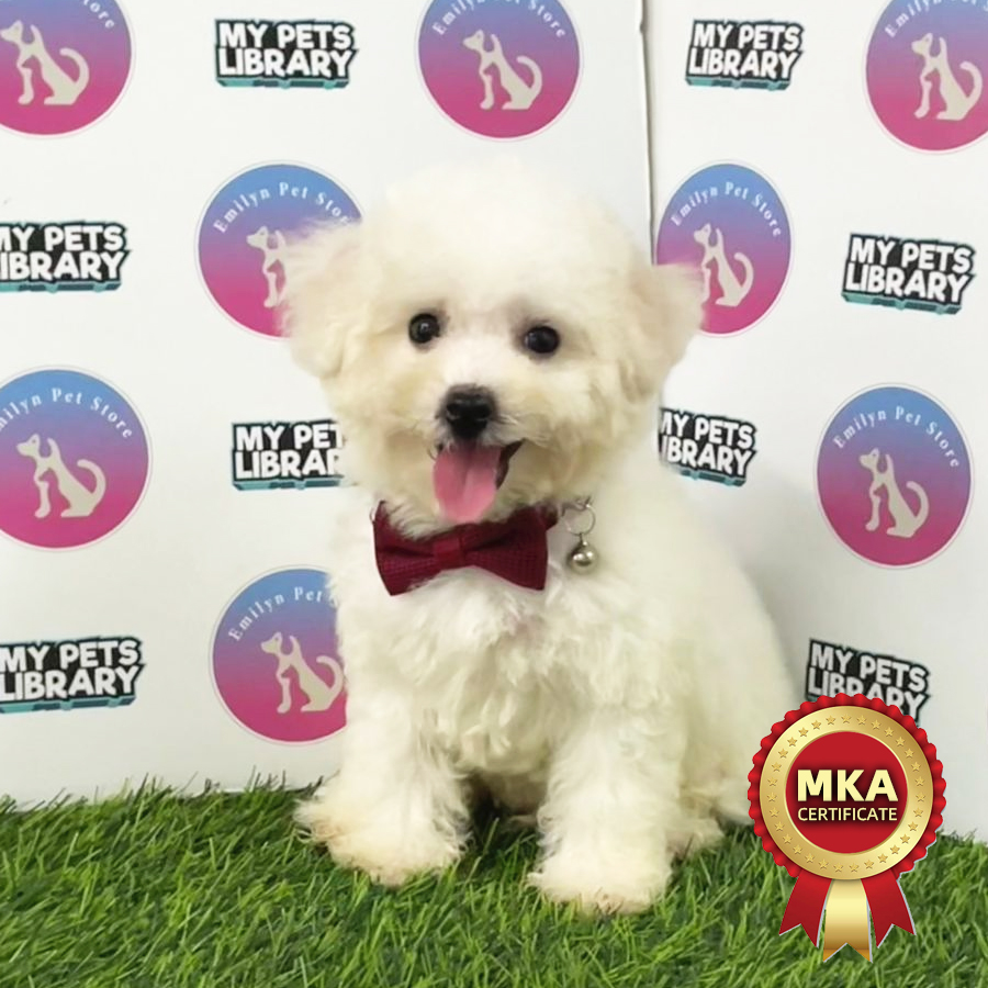 MKA Bichon Frise Puppy (Male) For Sale