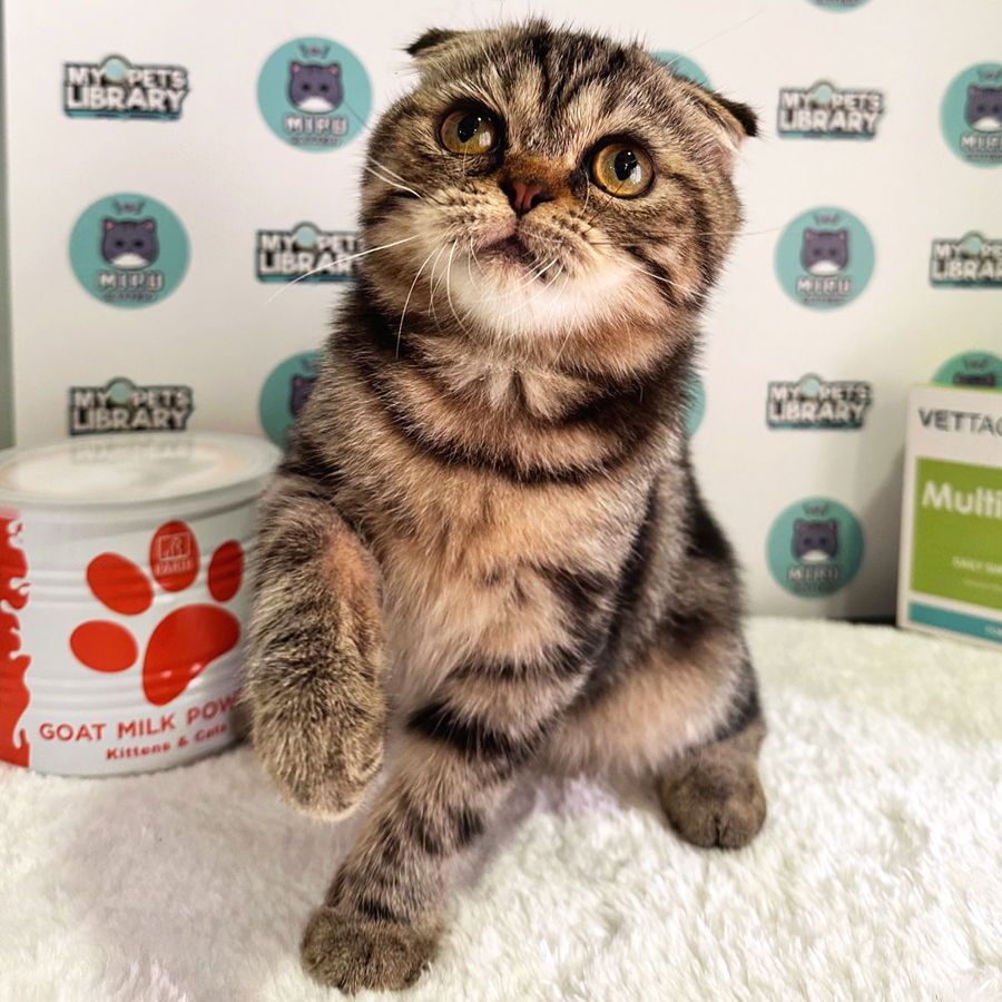 Scottishfold Kitten (Male) For Sale