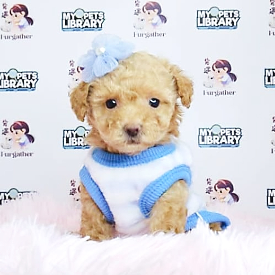 Tiny Poodle Puppy (Male) For Sale