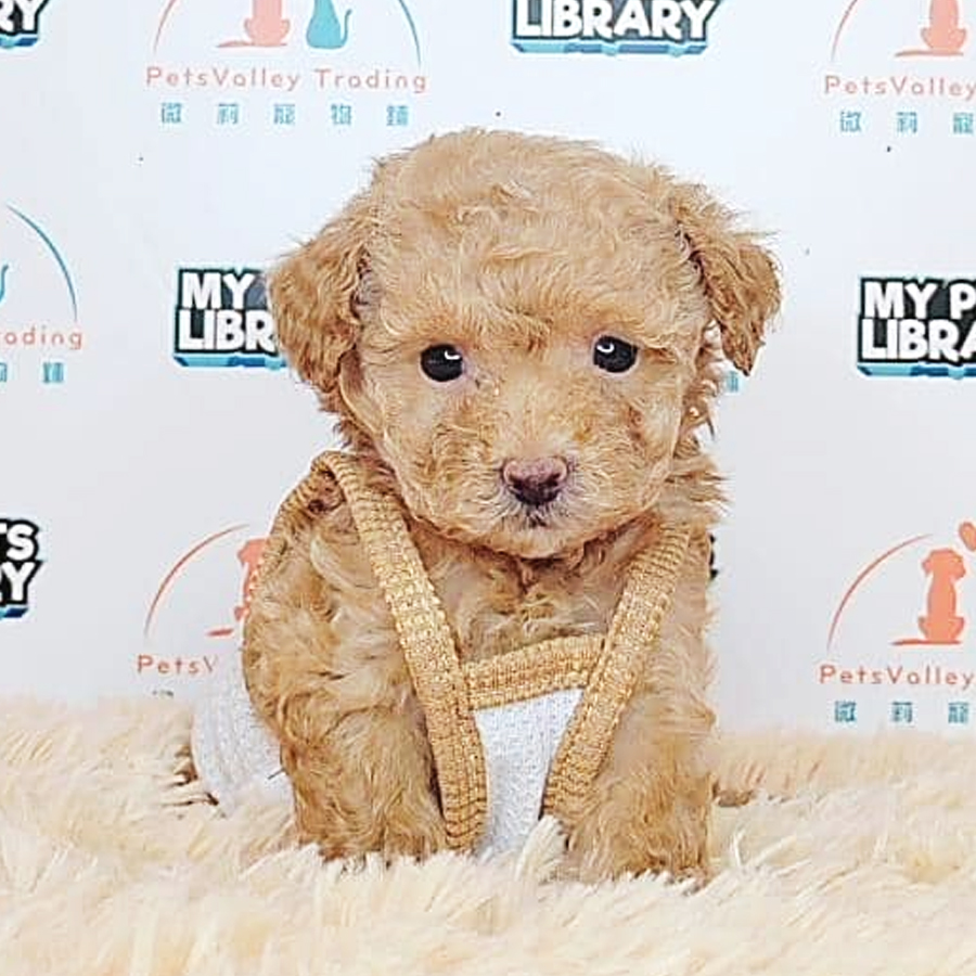 Tiny Poodle Puppy (Female) For Sale